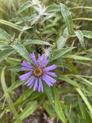 Symphyotrichinae