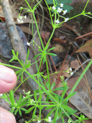 Galium aparine