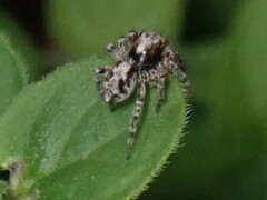 Pseudeuophrys lanigera