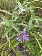 Symphyotrichinae