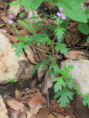 Glandularia chiricahensis