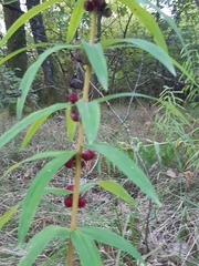 Polygonatum verticillatum