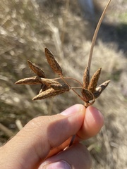 Bolboschoenus maritimus