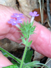 Glandularia chiricahensis