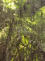 Thryothorus ludovicianus