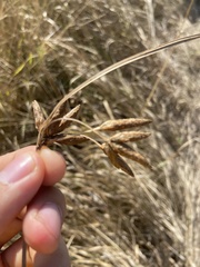 Bolboschoenus maritimus