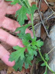 Glandularia chiricahensis