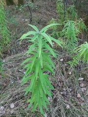 Polygonatum verticillatum