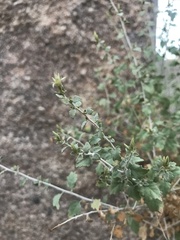 Brickellia desertorum