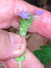 Glandularia chiricahensis