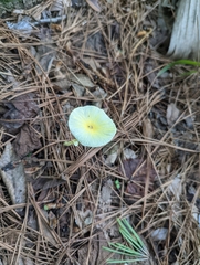Leucocoprinus fragilissimus