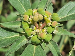 Euphorbia davidii
