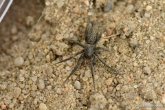 Zelotinae