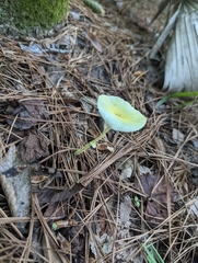 Leucocoprinus fragilissimus