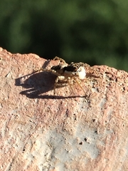 Menemerus