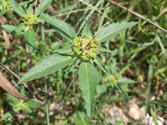Euphorbia davidii