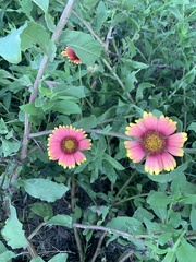 Gaillardia pulchella