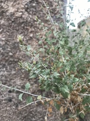 Brickellia desertorum