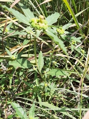 Euphorbia davidii