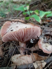 Lactarius subpurpureus