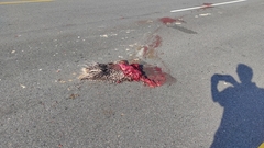 Hystrix africaeaustralis