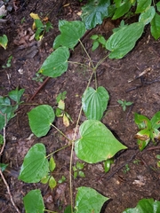 Dioscorea quaternata