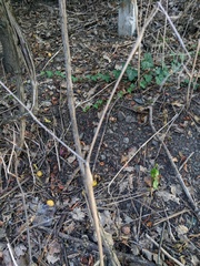 Chaerophyllum nodosum