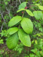 Zanthoxylum americanum