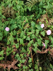 Calystegia sepium spectabilis