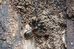 Camponotus chromaiodes