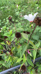 Echinacea purpurea