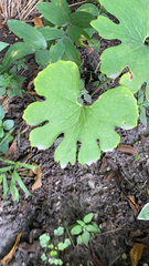 Sanguinaria canadensis