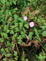 Calystegia sepium spectabilis