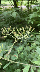 Arnoglossum atriplicifolium