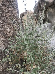 Brickellia desertorum