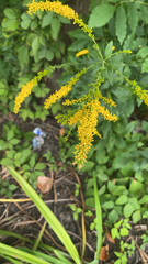 Solidago ulmifolia