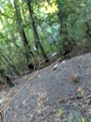 Lapsana communis intermedia