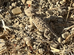 Phrynosoma blainvillii