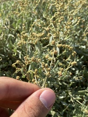Atriplex portulacoides