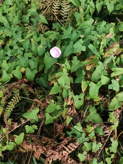 Calystegia sepium spectabilis