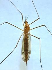 Nephrotoma ferruginea