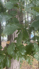 Quercus bicolor
