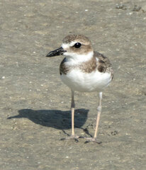 Charadrius wilsonia