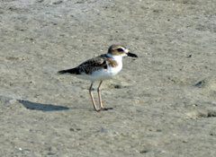 Charadrius wilsonia