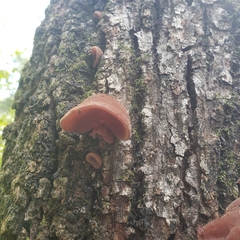 Auricularia polytricha
