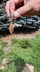 Thyridopteryx ephemeraeformis