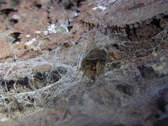 Tegenaria