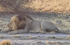 Panthera leo melanochaita
