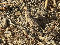 Phrynosoma blainvillii