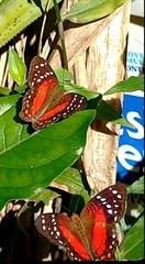 Anartia amathea